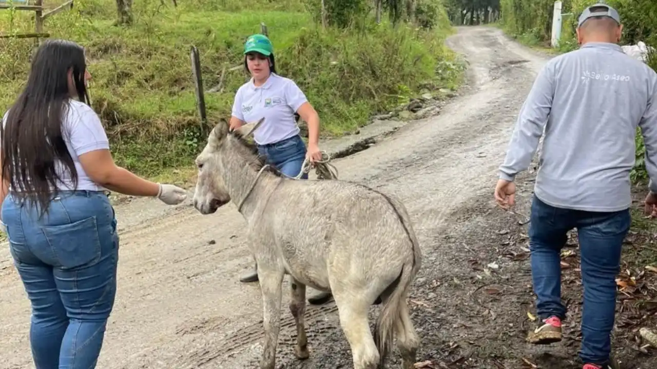 Autoridades activan protocolos para salvar un burro víctima de presunto maltrato en Bello