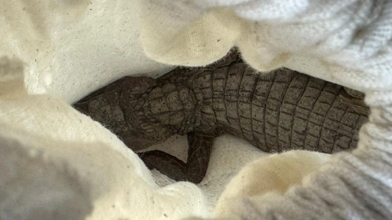 Denuncia ciudadana destapó tenencia ilegal de dos babillas y una tortuga en zona rural de Cundinamarca