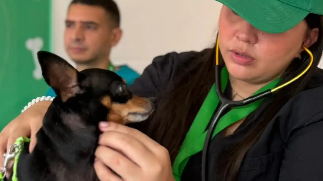 Así funciona la nueva Unidad de Atención Animal móvil en Bello