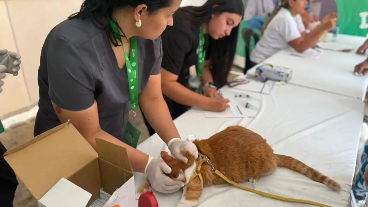 Así funciona la nueva Unidad de Atención Animal móvil en Bello