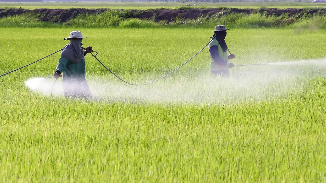 ¡Vuelve el glifosato! Gobierno retomará la fumigación por tierra en el Cauca