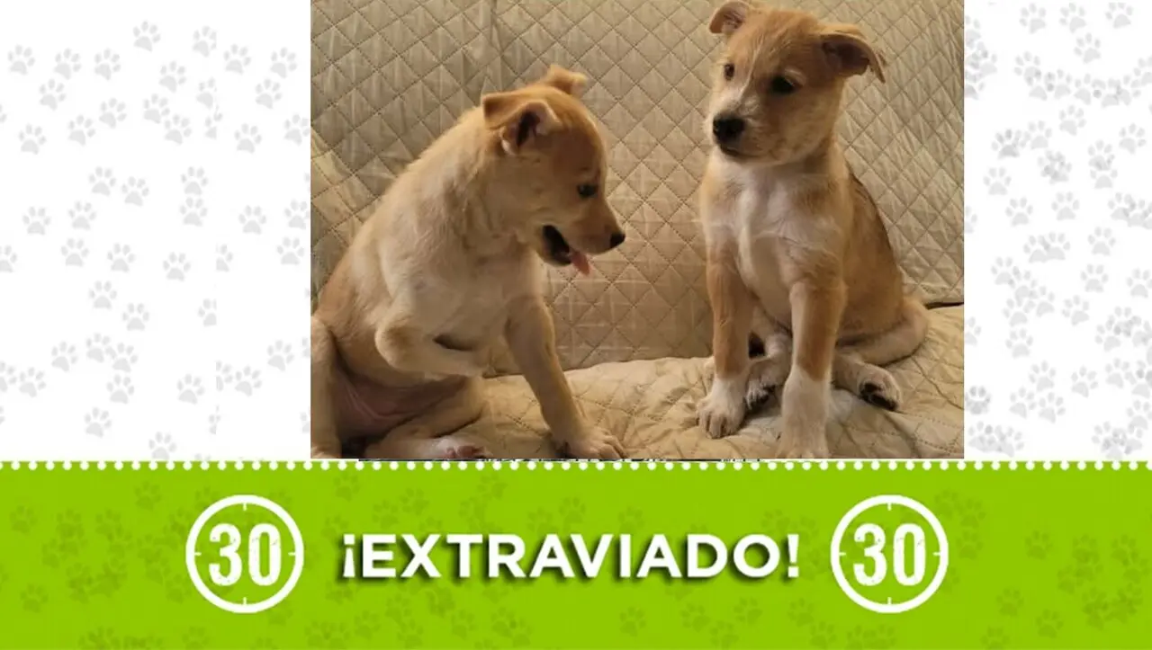 ¡Urgente! Almendra y Barbas se perdieron en Itagüí: Requieren cuidados especiales