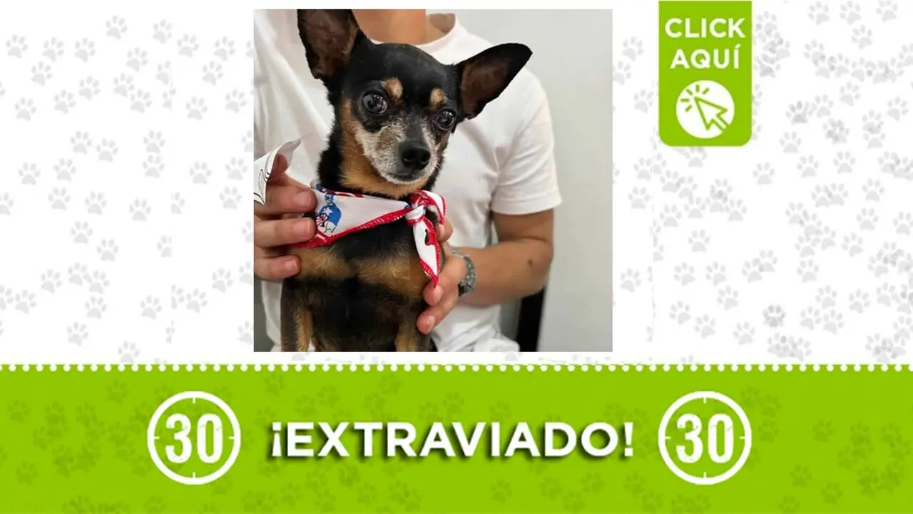 Angelito se perdió en Santa Cruz ¿lo has visto?