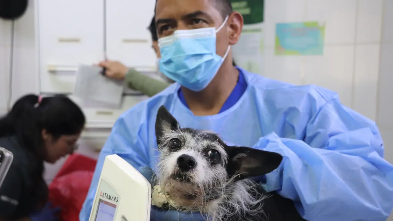 Rescatan 46 animales de una vivienda con hacinamiento y maltrato en San Antonio de Prado