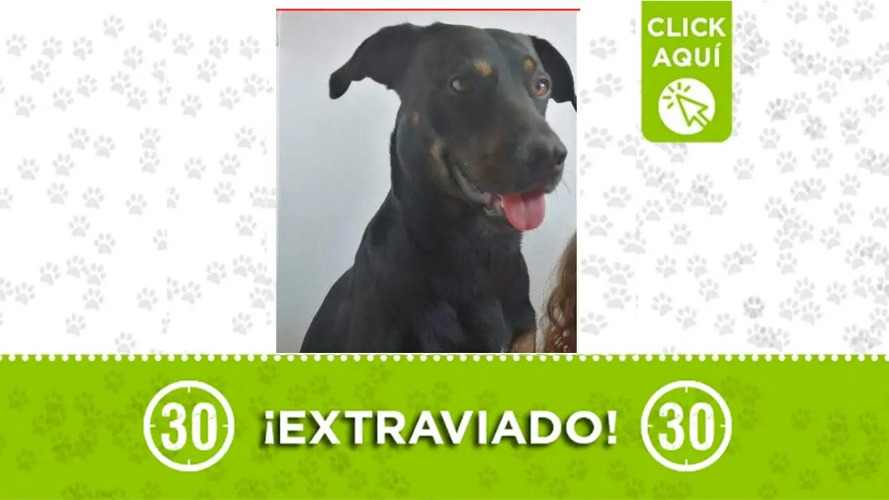 Polo fue visto por última vez” cerca al Hueco