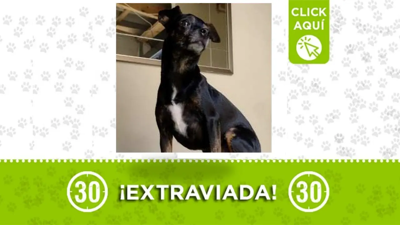 ¡Ayúdanos a encontrar a Asia! Se perdió en el nororiente de Medellín