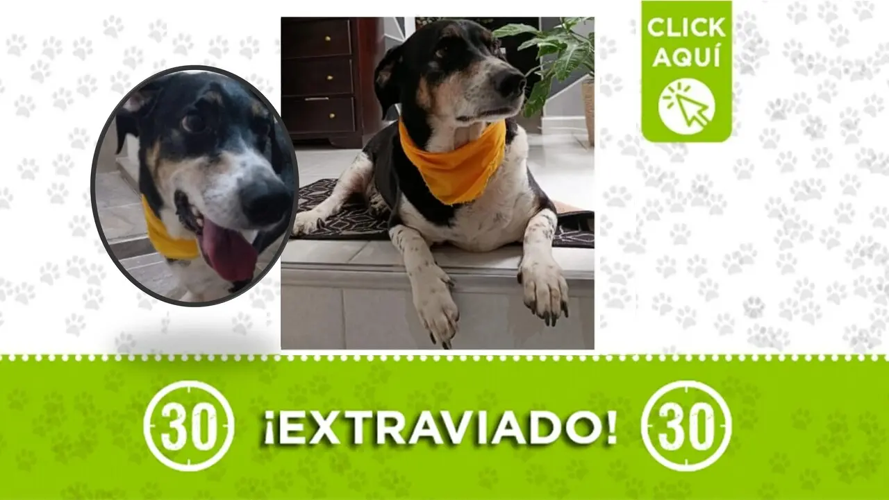 Baloo se perdió en Bello por miedo a la pólvora ¿nos ayudas a encontrarlo?