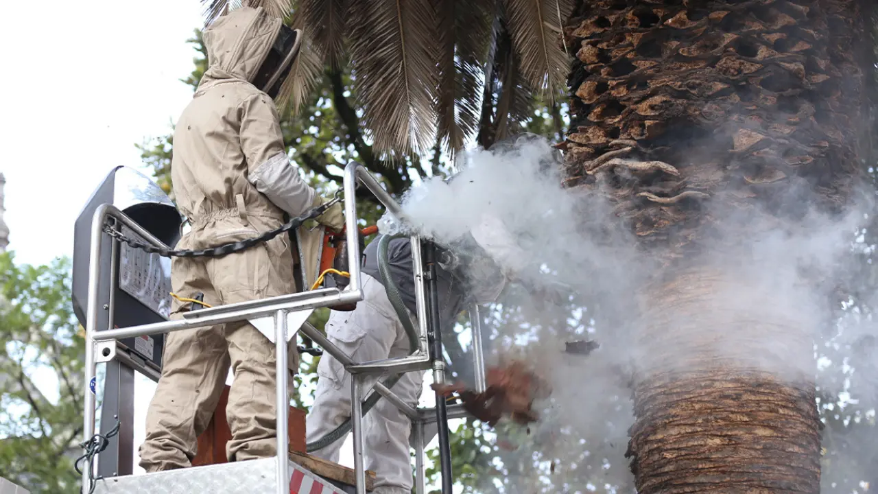Enjambre de hasta 15 mil abejas puso en alerta a Bogotá: así fue el operativo en Puente Aranda