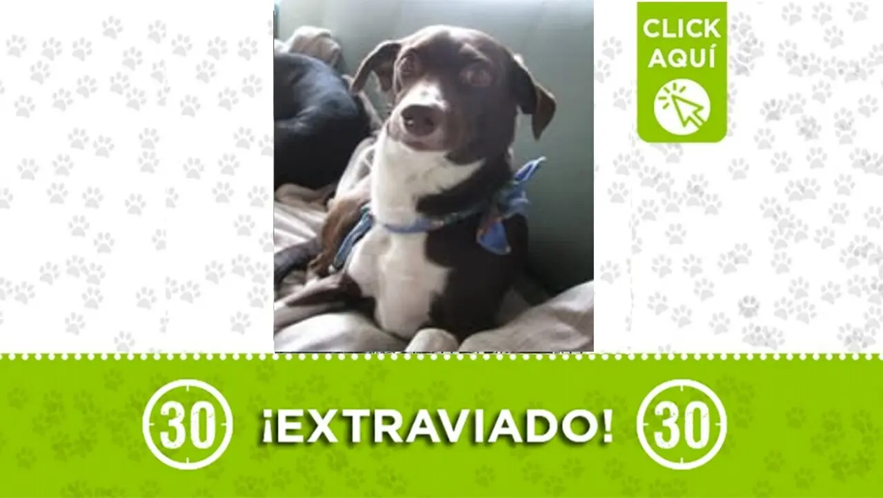 ¡Porta pañoleta! Buscamos a Bruno, un perrito que se perdió en Bello