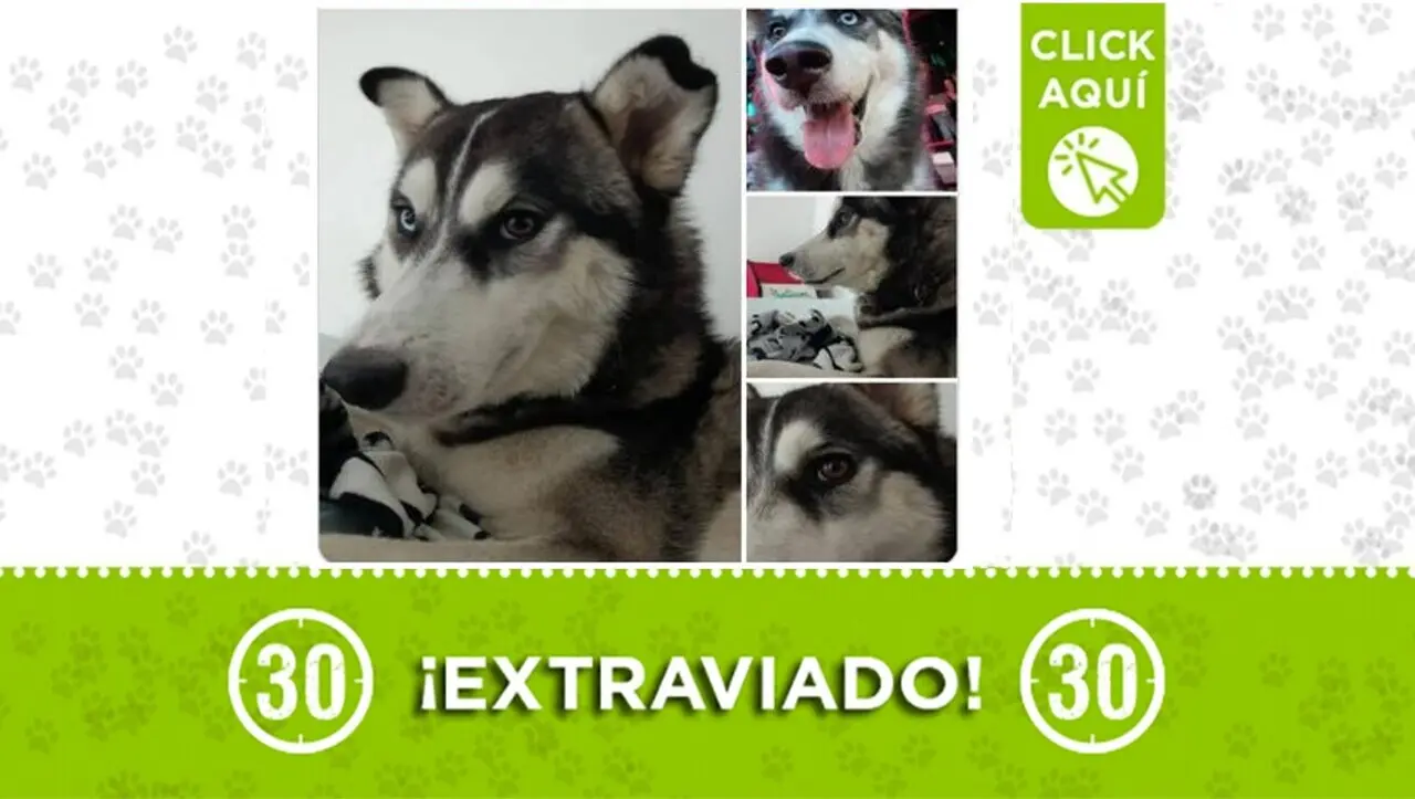 «No hemos podido dormir»: angustiante búsqueda de Clyde, un Husky siberiano perdido en el barrio Enciso