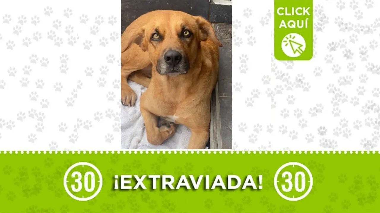 Danna está perdida en Zamora: su familia busca a la perrita