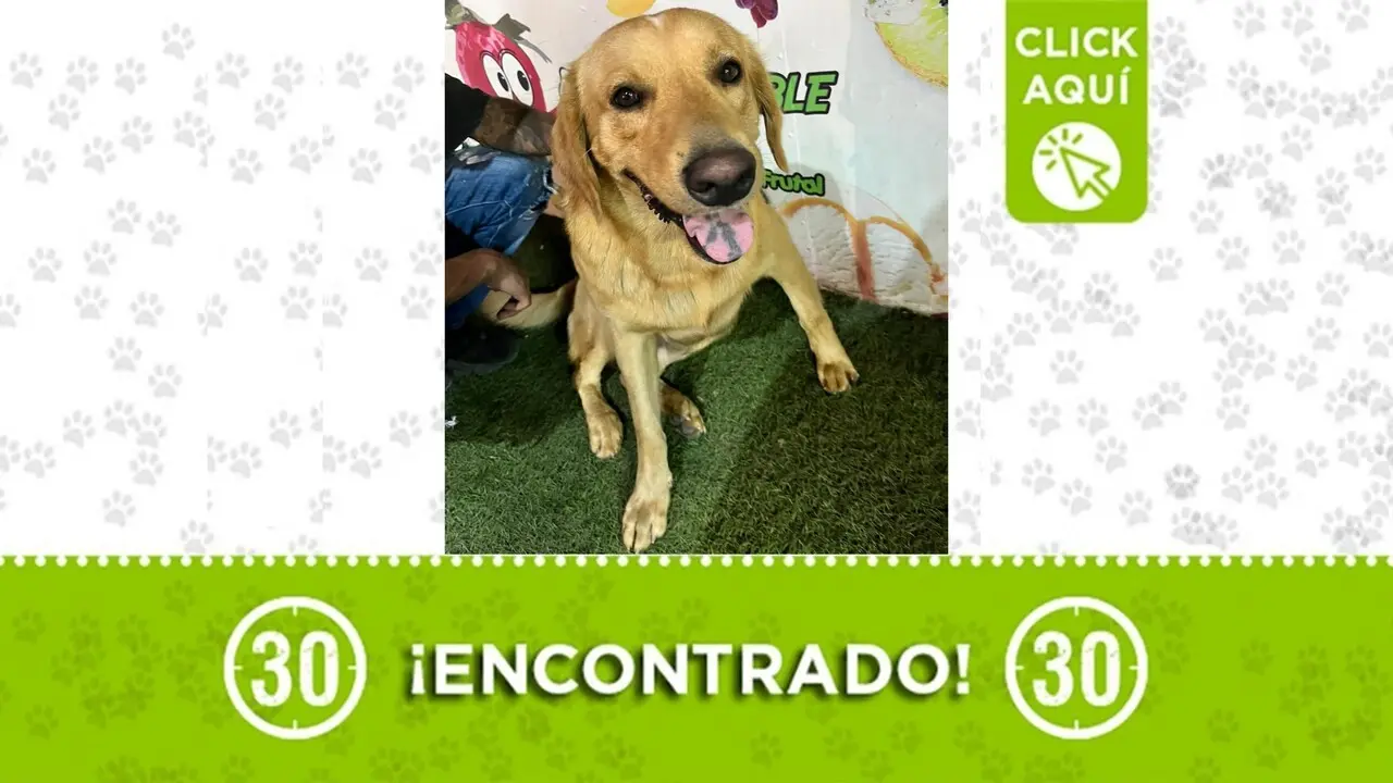 ¡Ayudemos a que regrese a casa! Perrito desorientado apareció en Niquía