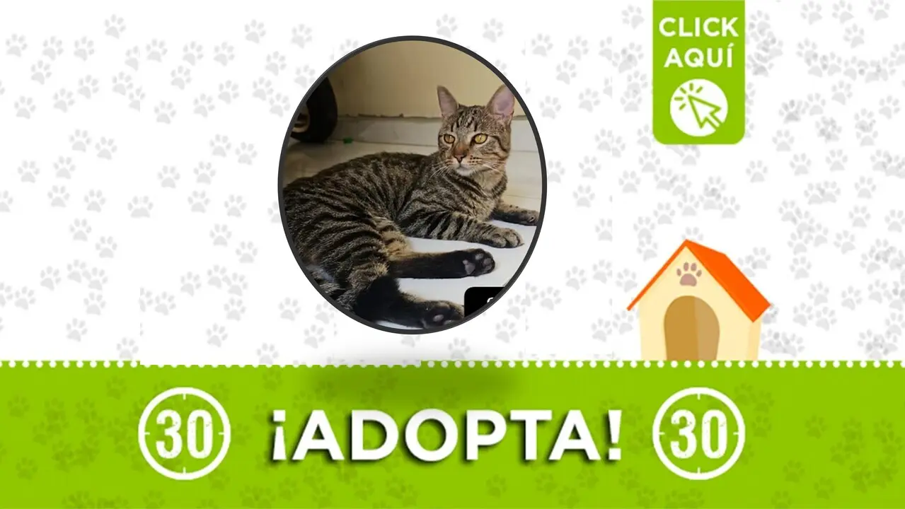 Gatico busca a su familia o quien lo adopte