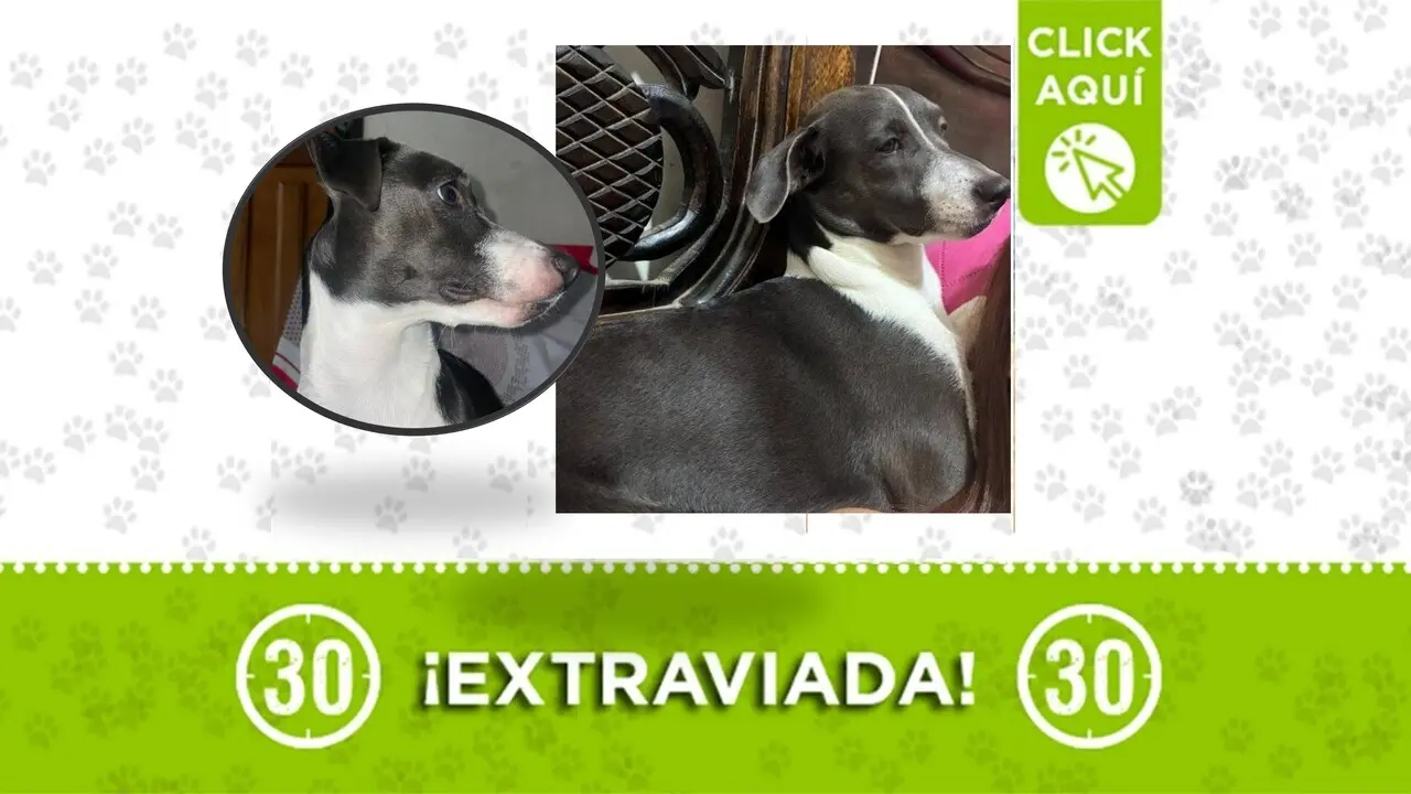 La perrita Kendal se perdió en el barrio Buenos Aires