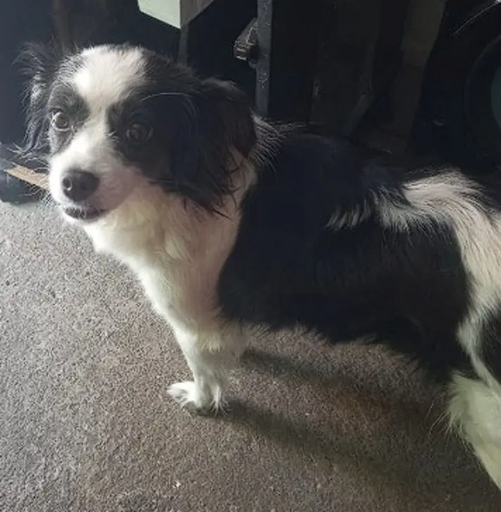 La perrita Lacy murió tras saltar al vacío desde el piso 8 de un edificio en Medellín, atemorizada por el sonido de la pólvora