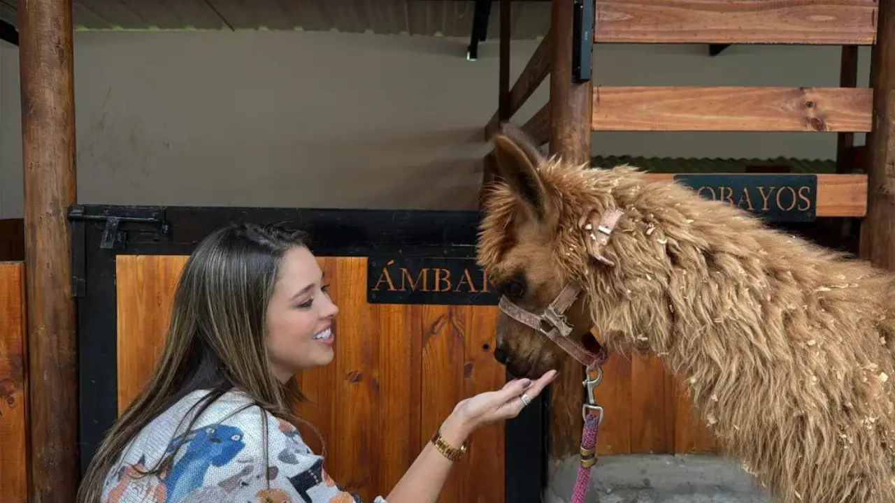 Ámbar renace: la llama maltratada que conmovió a Rionegro ahora tendrá un hogar