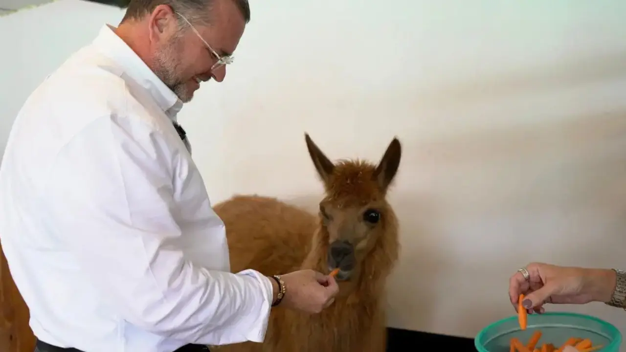 Ámbar renace: la llama maltratada que conmovió a Rionegro ahora tendrá un hogar