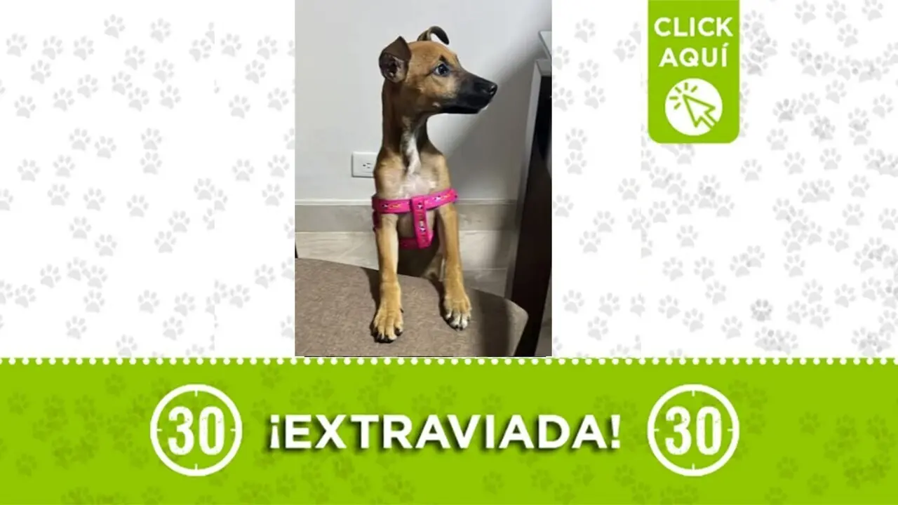 Lola, una cachorrita, se perdió en Belén: ayudemos a encontrarla para que disfrute de su nuevo hogar