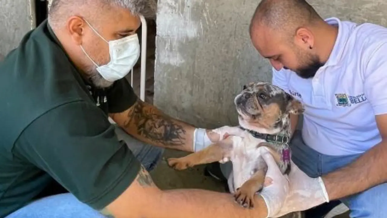 Verifican estado de dos perritos tras denuncia de un posible maltrato en Santa Rita