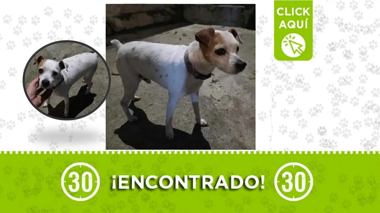 perrito encontrado en el barrio Córdoba: buscamos a su familia