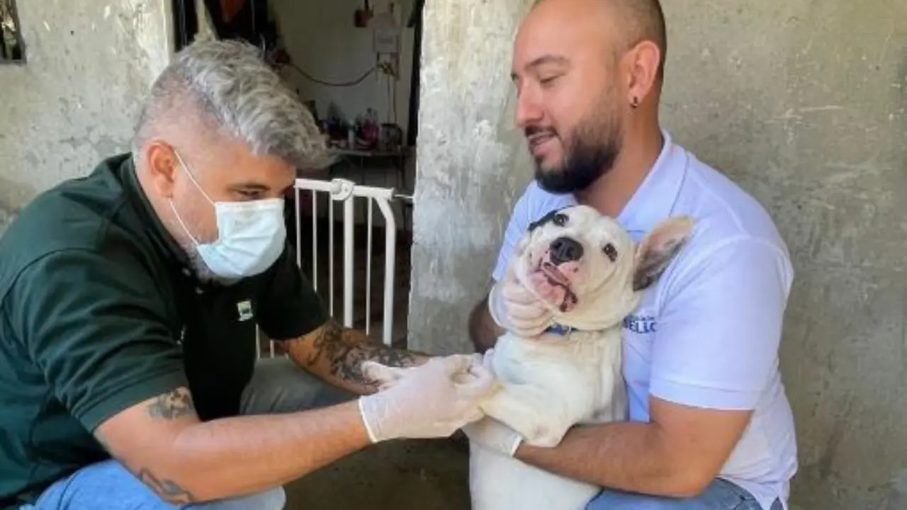 Verifican estado de dos perritos tras denuncia de un posible maltrato en Santa Rita