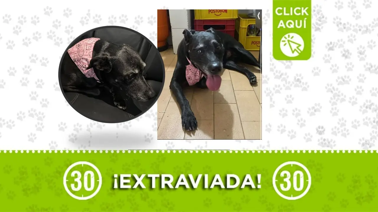 ¡Requiere medicación URGENTE! «Saira» desapareció por Mayorca y su vida está en peligro