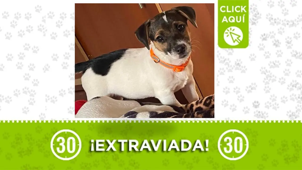 Samy, una cachorrita de 9 meses, se extravió en Santa Elena: su familia la busca