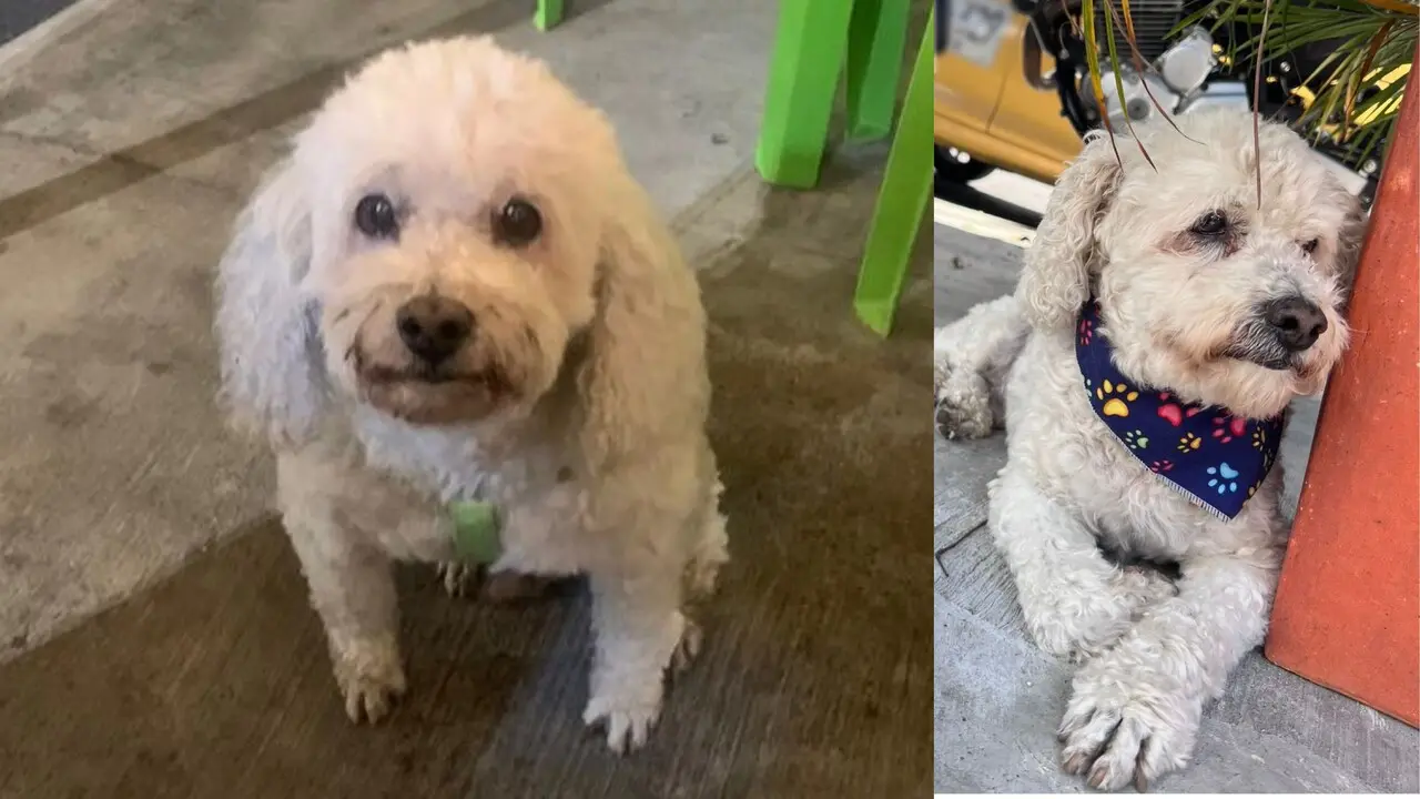 Toby fue atropellado en Aranjuez, y se busca su cuerpo para darle sepultura y su familia poder hacer el duelo