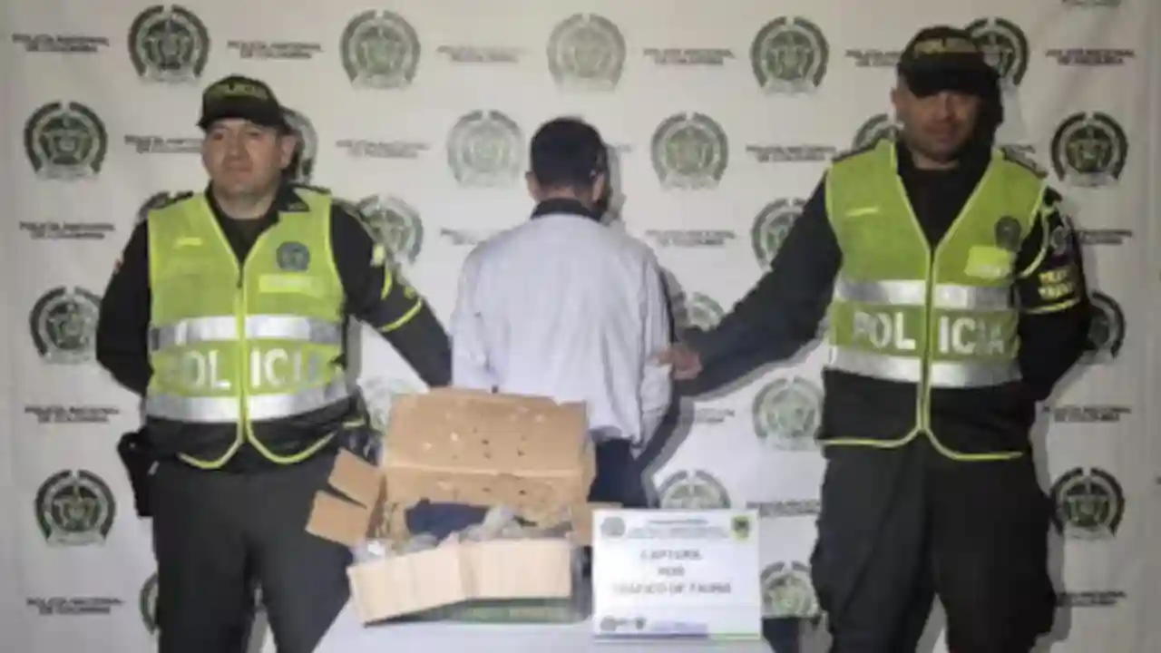 ¡Sin aire y en una caja! Rescatan a 10 pichones de lora víctimas de tráfico de fauna en Guarne