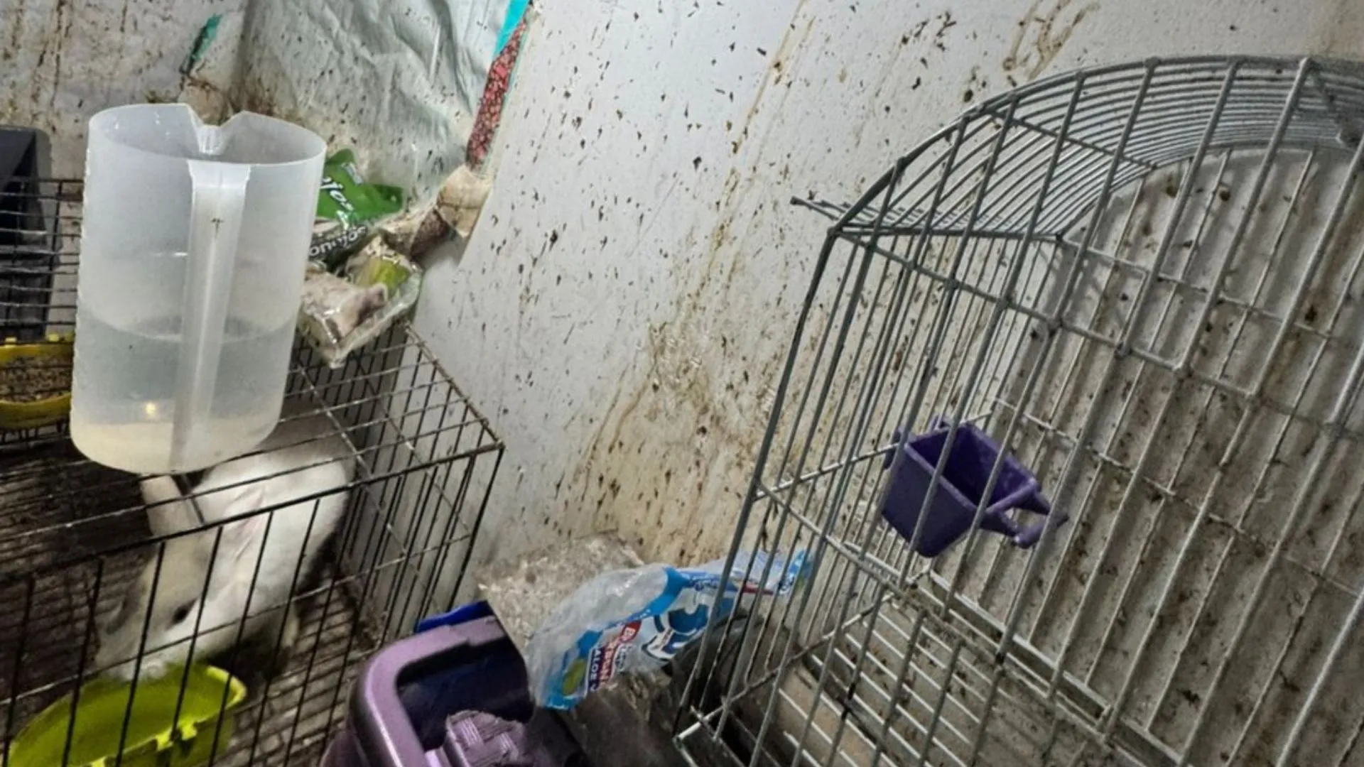 ¡Hacinados y entre mugre! Rescatan a 34 animales y capturan a un traficante de fauna silvestre en Bogotá