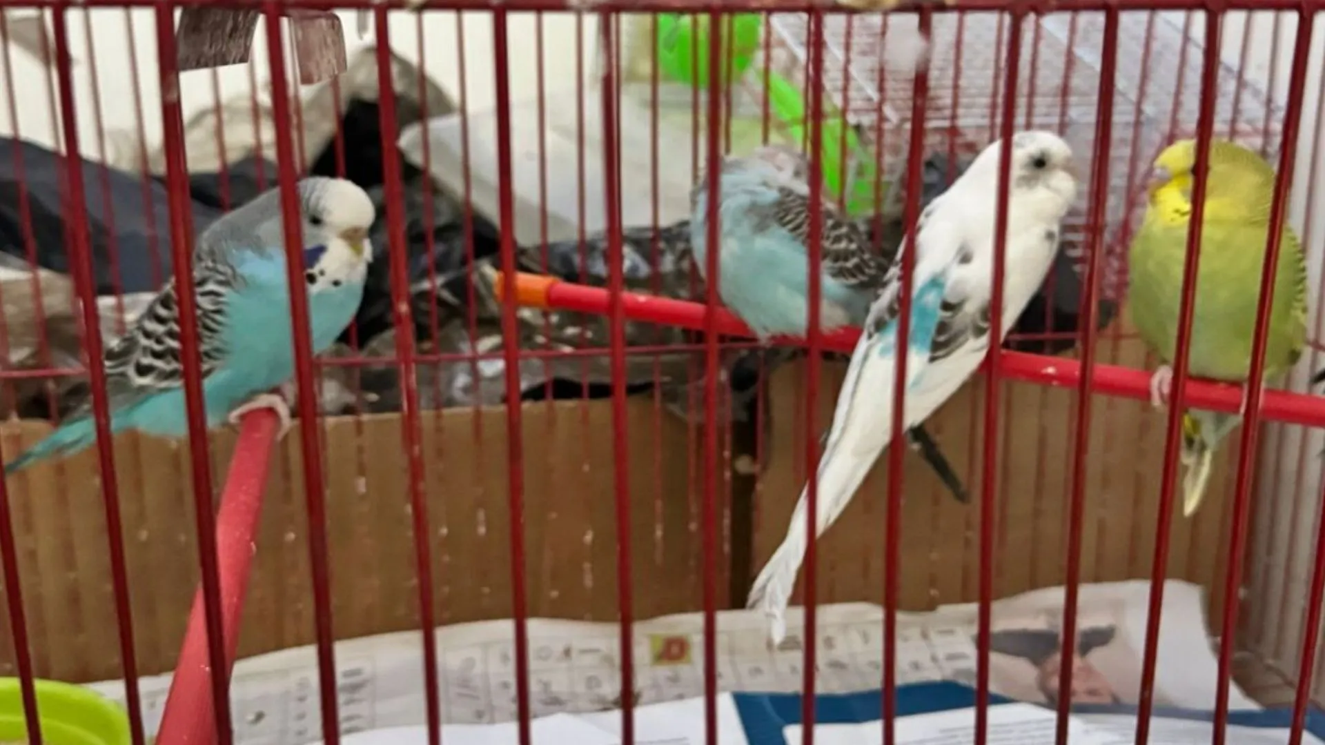 ¡Hacinados y entre mugre! Rescatan a 34 animales y capturan a un traficante de fauna silvestre en Bogotá