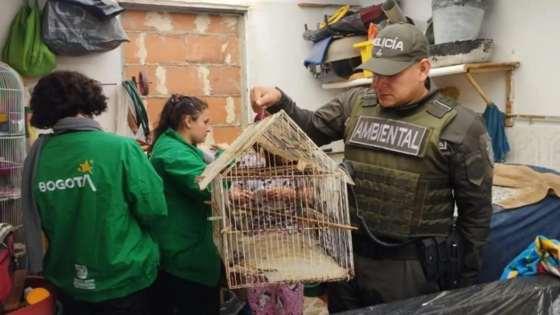 ¡Les salió caro el capricho! Policía de Bogotá rescata a 10 animales silvestres y multa a sus captores