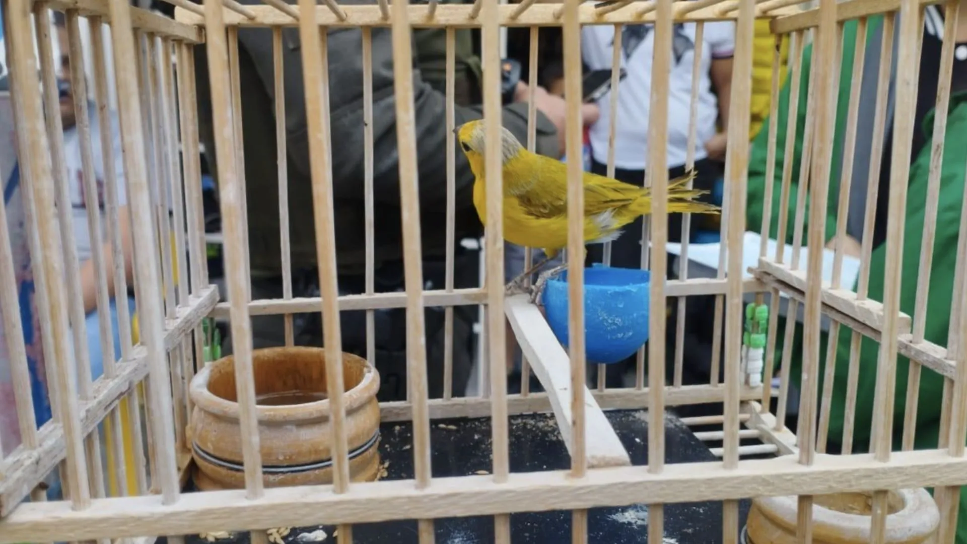 ¡Les salió caro el capricho! Policía de Bogotá rescata a 10 animales silvestres y multa a sus captores