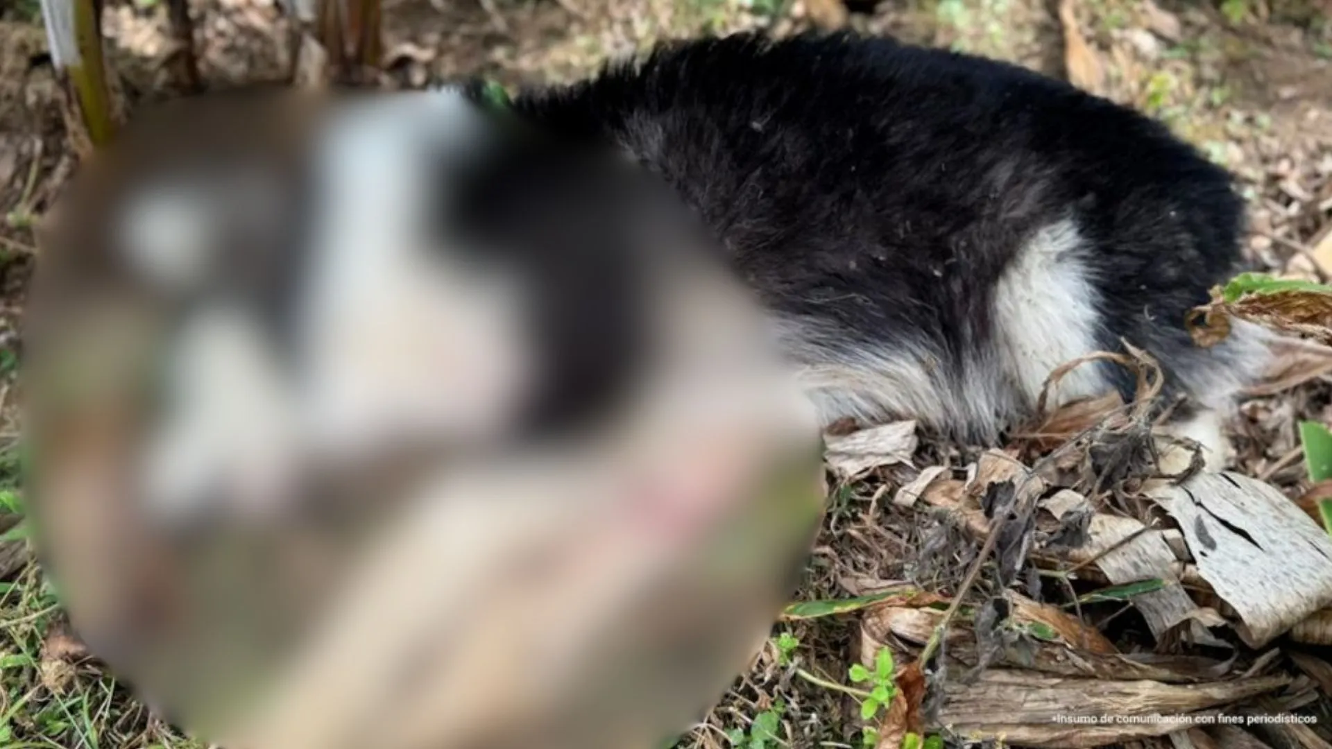 A palos, disparos y hambre: tres condenados por atroces casos de maltrato animal en tres departamentos