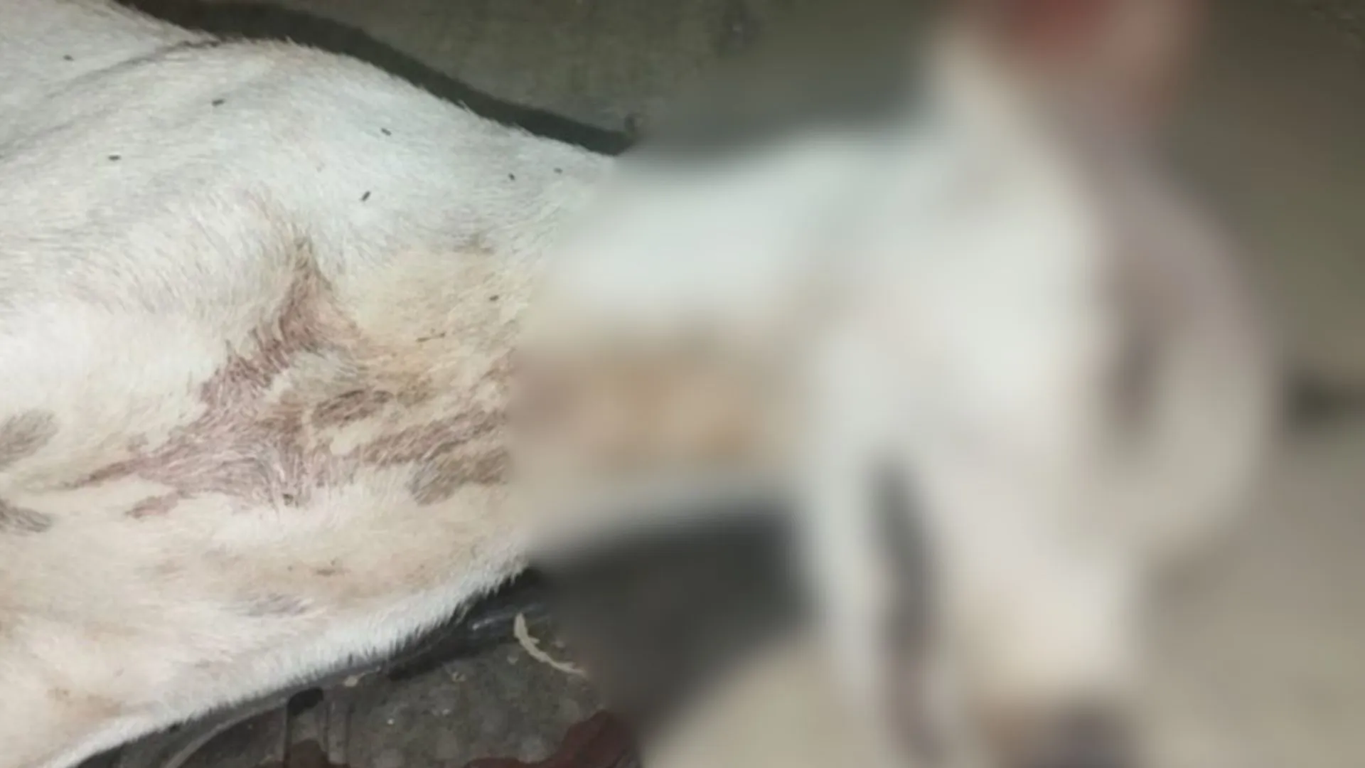 A palos, disparos y hambre: tres condenados por atroces casos de maltrato animal en tres departamentos