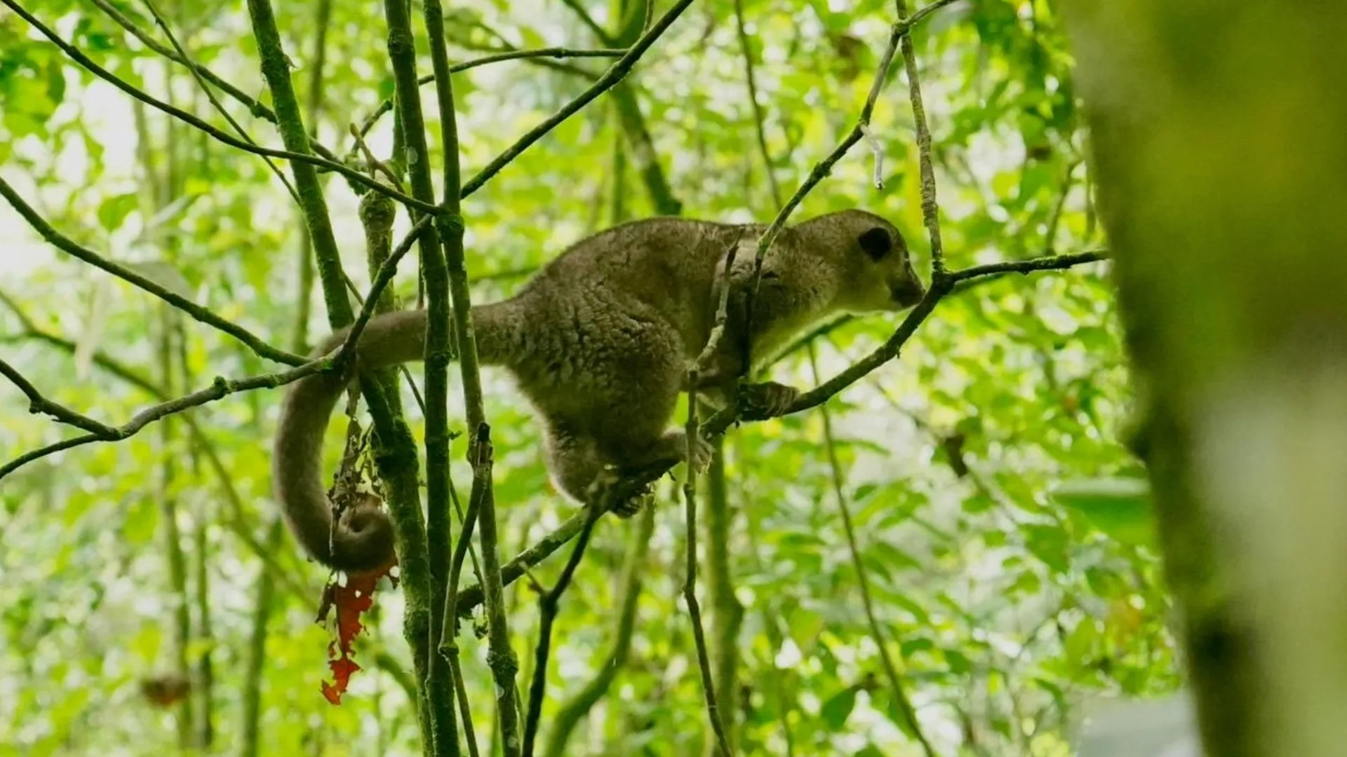 ¡De vuelta a la libertad! 46 animales silvestres rescatados del tráfico ilegal regresan a su hábitat en Cundinamarca