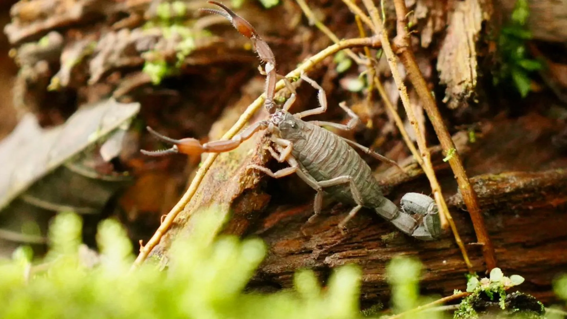 ¡De vuelta a la libertad! 46 animales silvestres rescatados del tráfico ilegal regresan a su hábitat en Cundinamarca