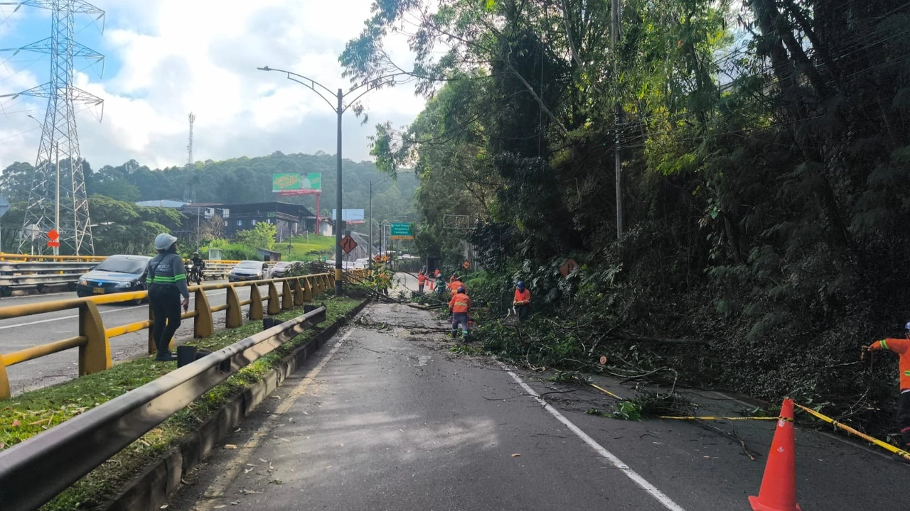 Pilas Si va para el aeropuerto programe su viaje porque se cayó un árbol en Las Palmas