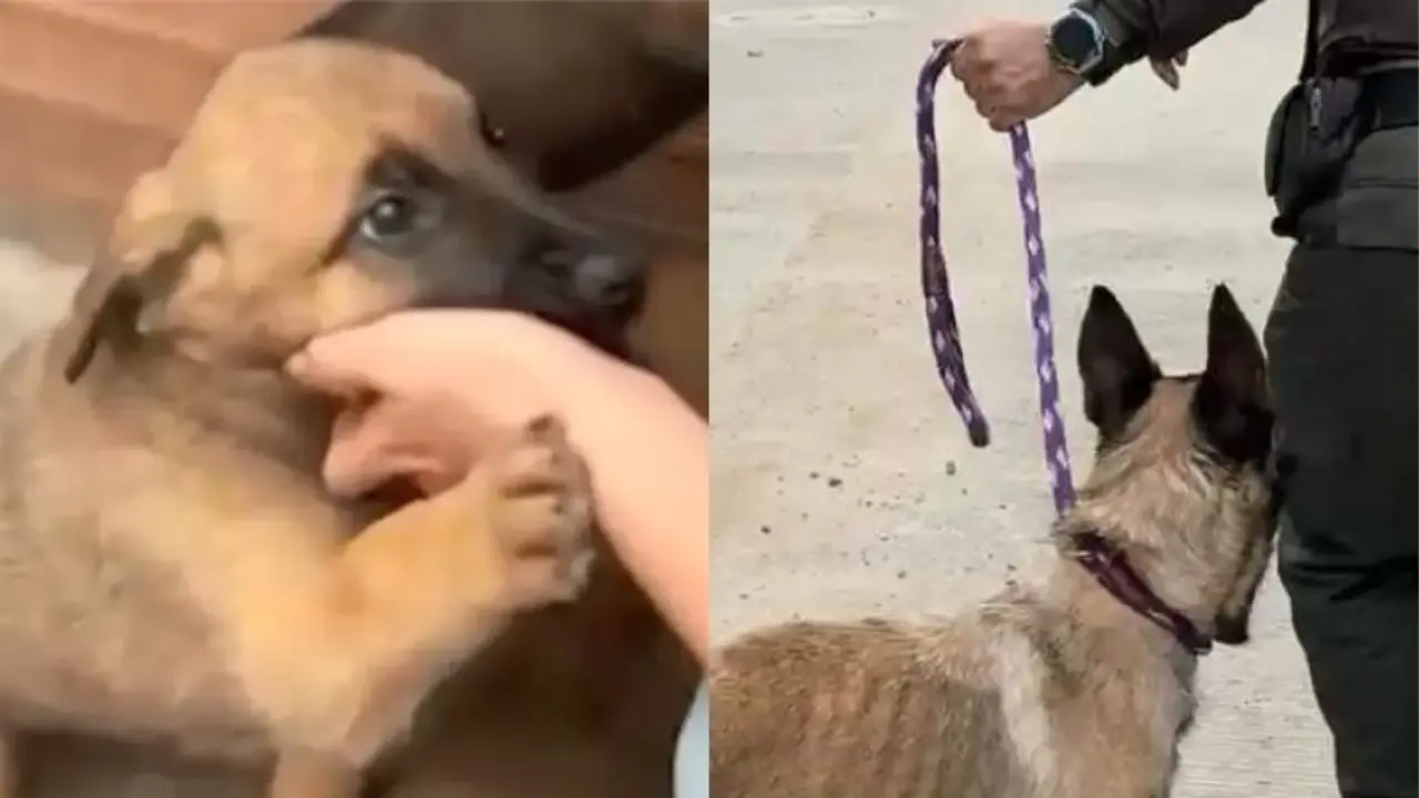 Rescatan a perrita y cinco cachorros tras denuncia de maltrato en Marinilla