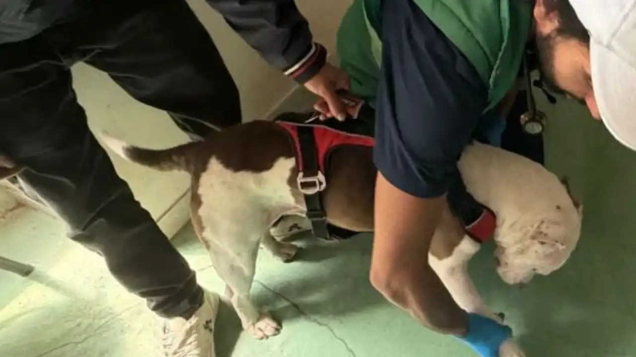 ¡Indignante! Rescatan a dos pitbulls que habrían sido abusados sexualmente en Bogotá