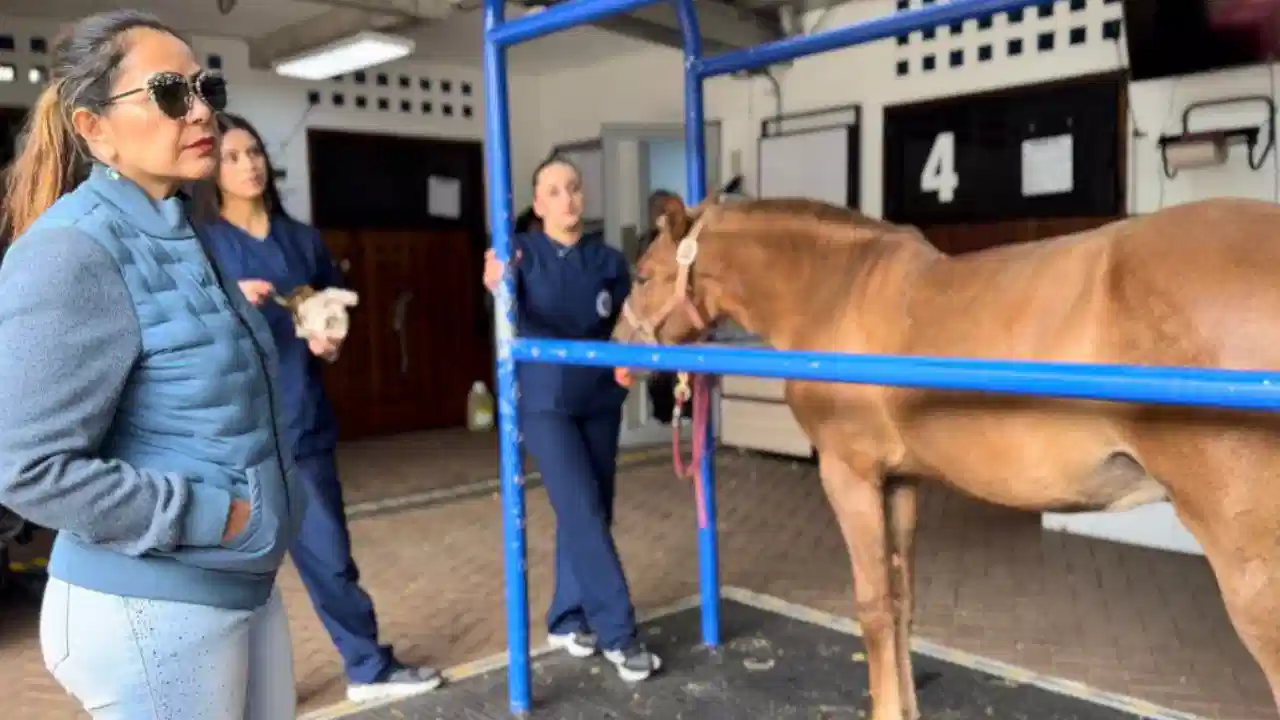 ‘Vencedor’, el caballo rescatado en Rionegro, culminó su recuperación