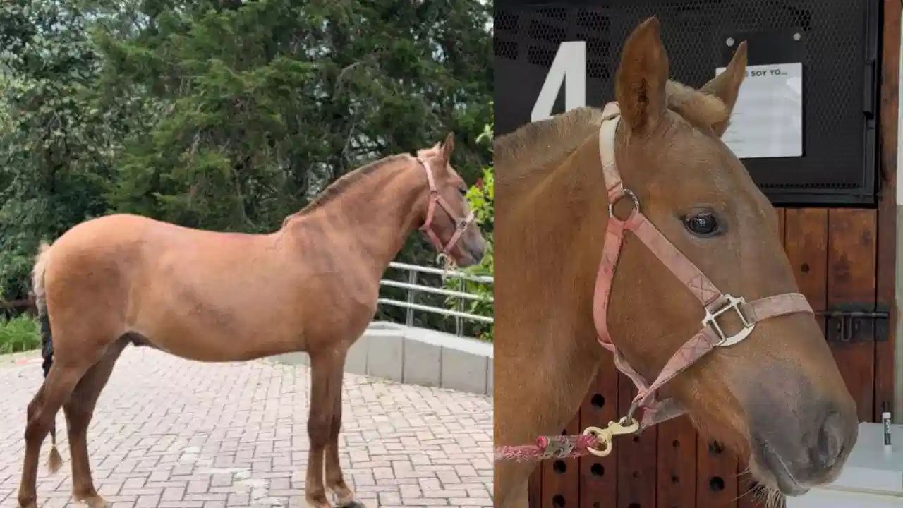 ‘Vencedor’, el caballo rescatado en Rionegro, culminó su recuperación