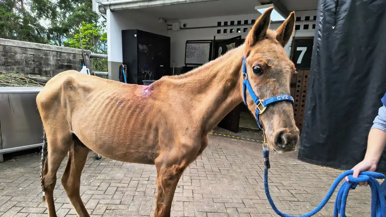 ‘Vencedor’, el caballo rescatado en Rionegro, culminó su recuperación