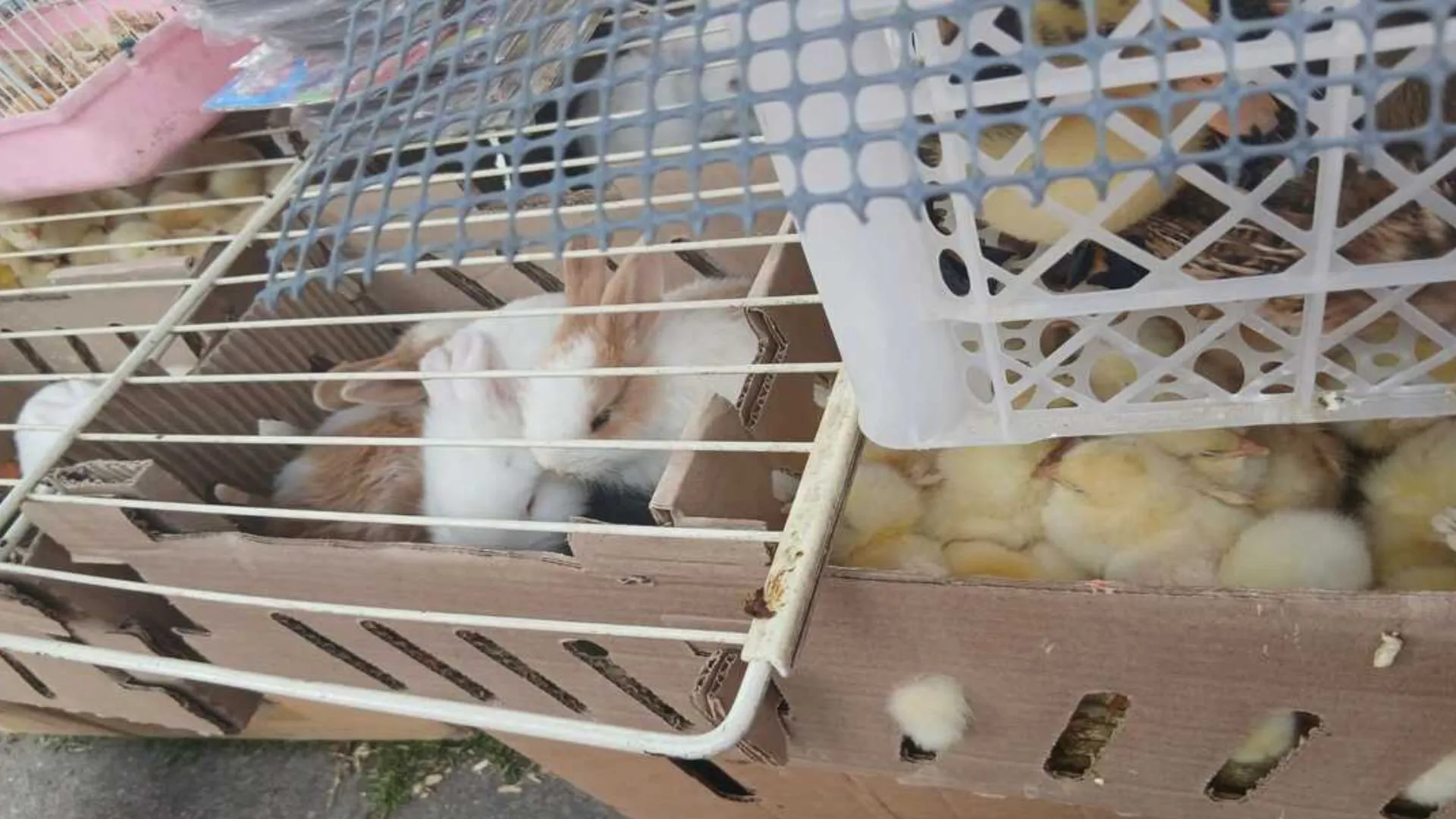 Intervienen venta ilegal de animales en Bogotá: más de 400 especies rescatadas durante las Fiestas de Reyes