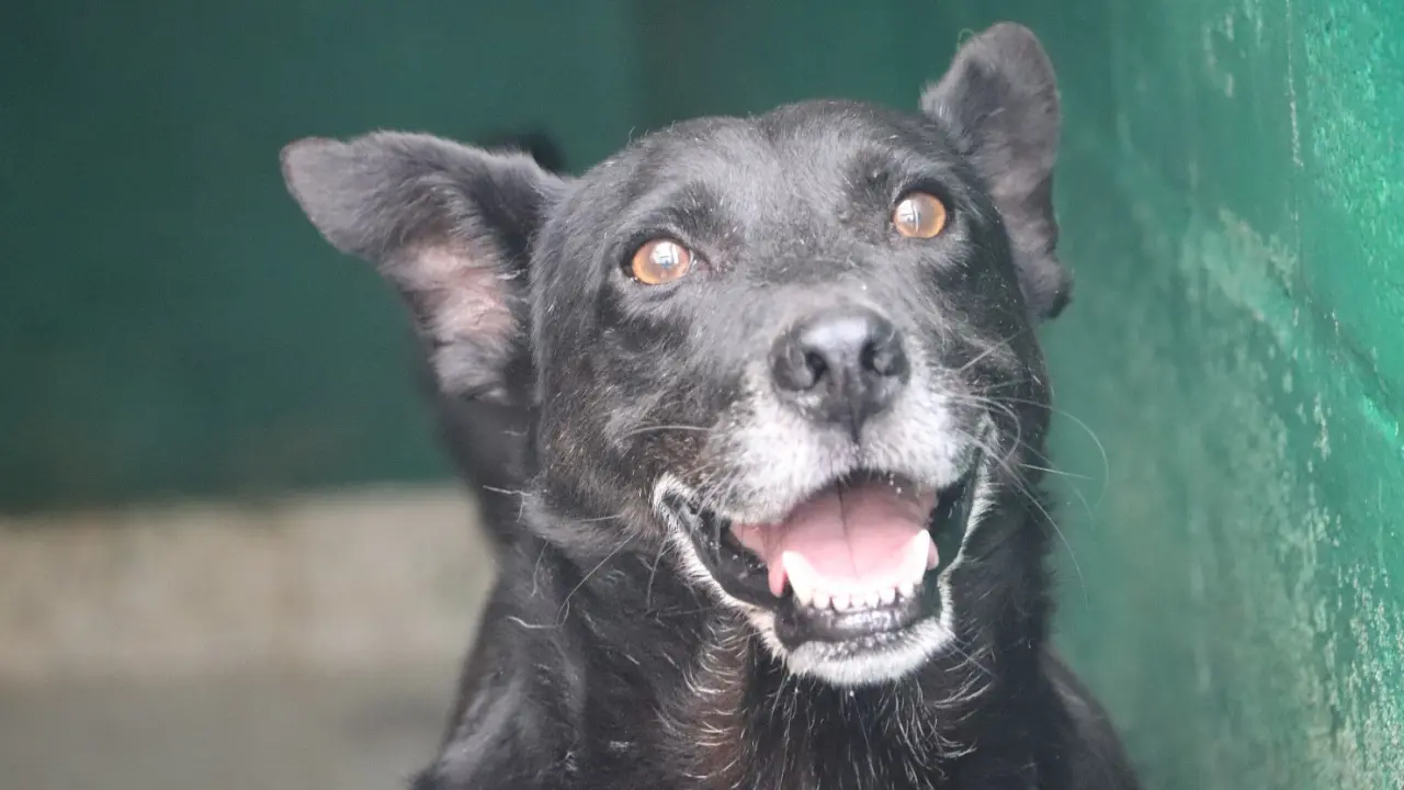 Los 'viejitos' también esperan amor: 349 perros y gatos mayores buscan un hogar en Medellín