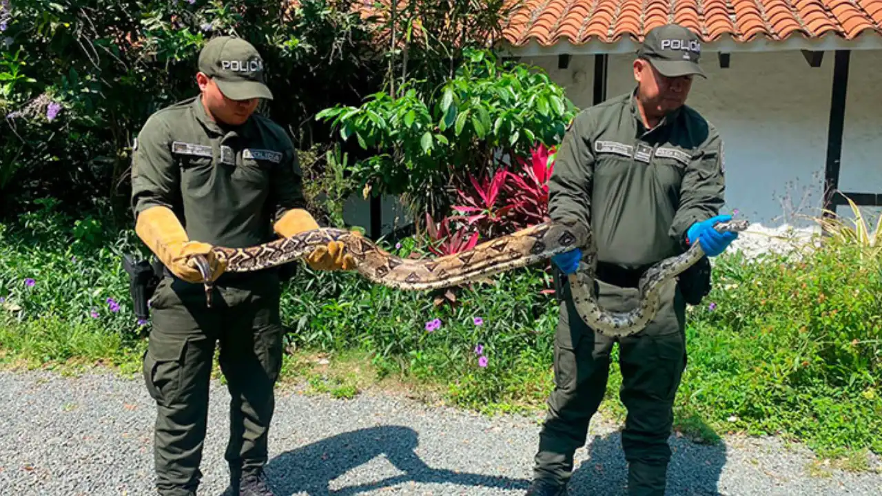 Dos boas constrictor fueron halladas en zonas residenciales en Cali