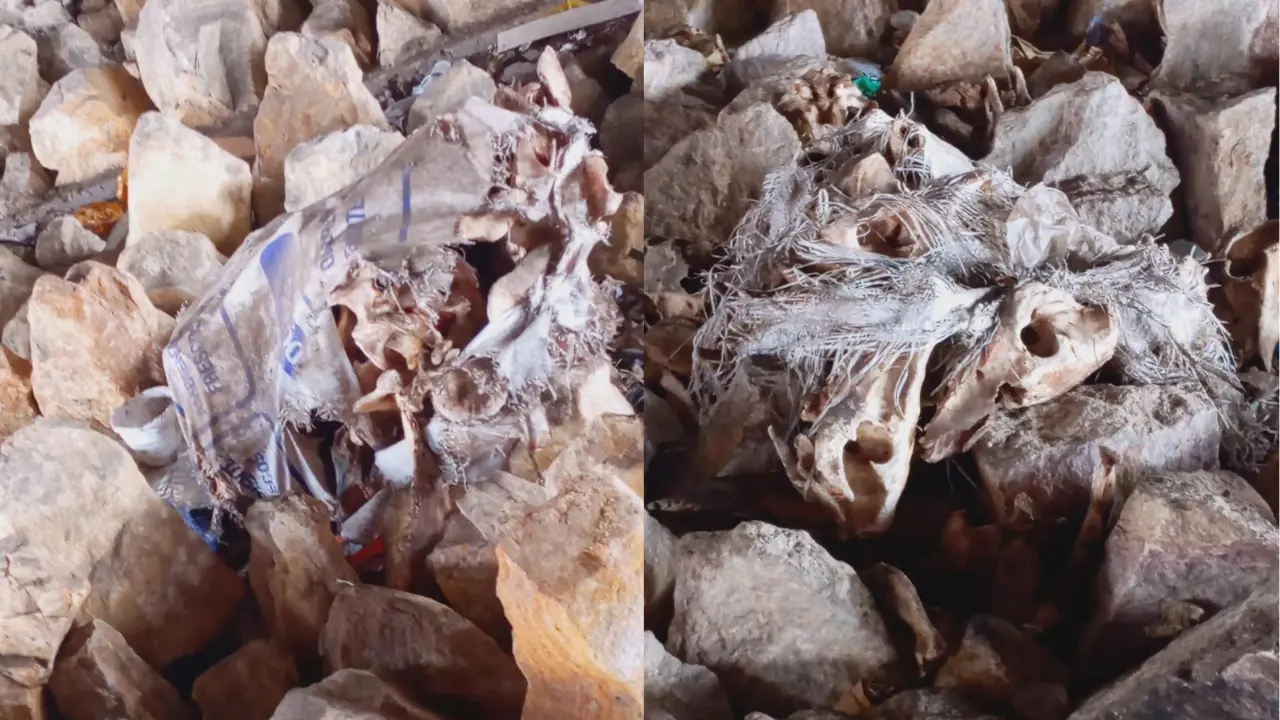 ¿Se los están comiendo? El macabro hallazgo de centenares de cráneos de perros bajo un puente en Bogotá