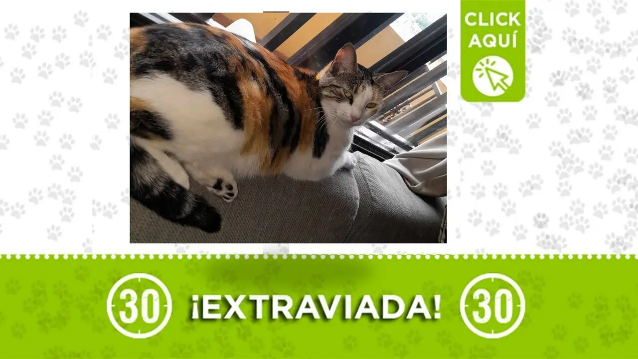 ¿La ha visto? Buscan a «Chloe», una gatica extraviada en San Cristóbal