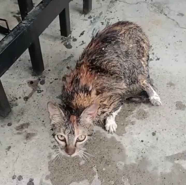 El gatico con evidentes problemas de piel, además tiene una patica trasera fracturada, lo que le impide caminar con facilidad. Captura de video