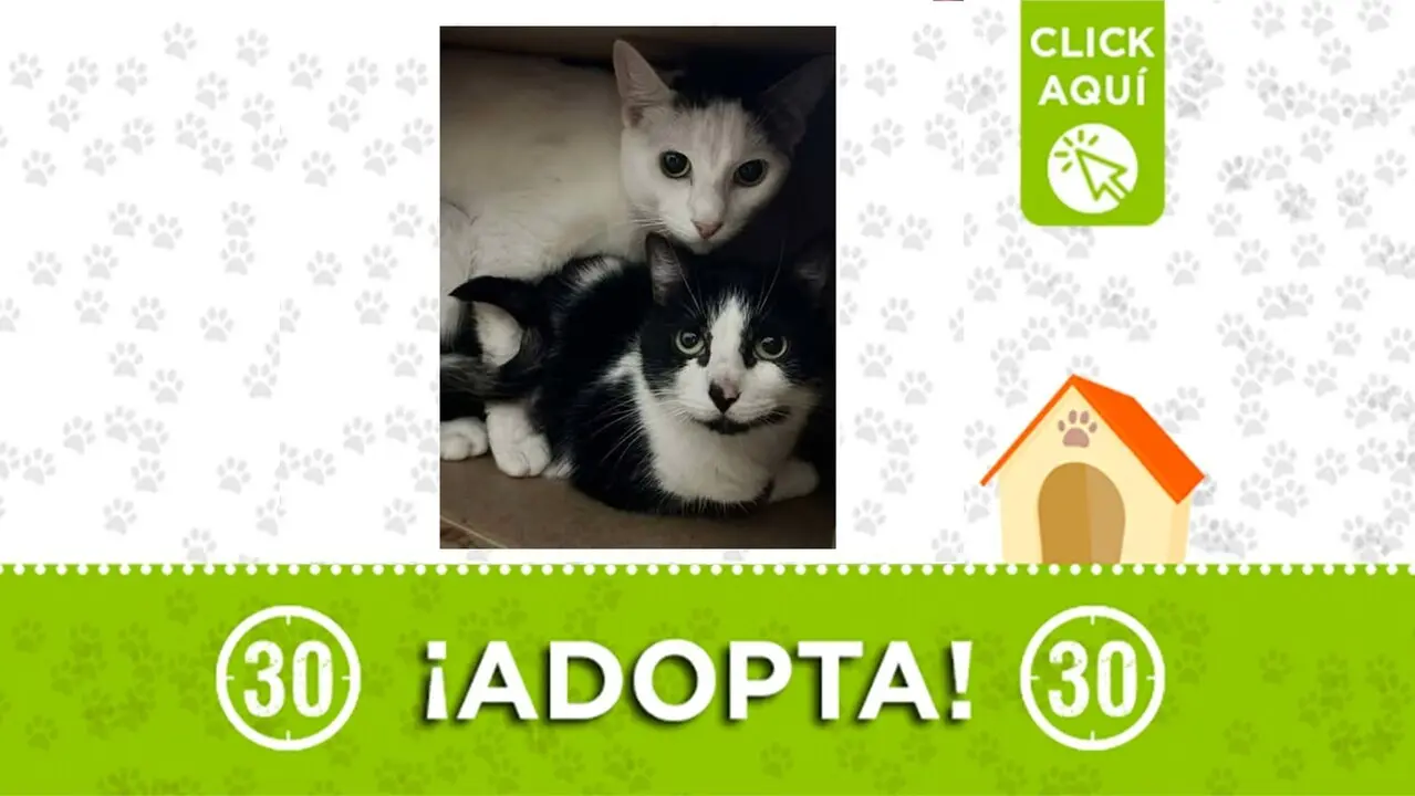 ¡Buscan hogar! Dos gatitos bebés fueron abandonados en San Antonio de Prado